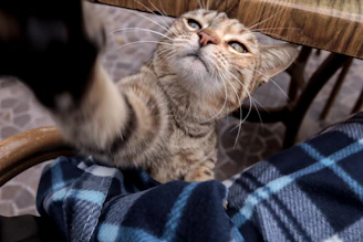 A playful tabby cat dipping its paw into a vibrant, paw-print patterned bowl.