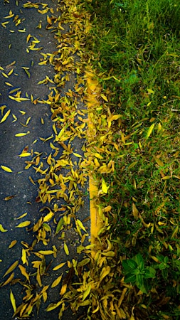Navigating Life Transitions: A Guide for Grownups