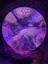 Vibrant, colorful marine life with flowing tentacles and anemones inside a circular aquarium display. The scene is illuminated with purple and blue lighting, creating an ethereal and underwater atmosphere. The bright colors of the sea creatures contrast with the darker surroundings.