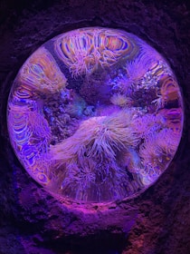 Vibrant, colorful marine life with flowing tentacles and anemones inside a circular aquarium display. The scene is illuminated with purple and blue lighting, creating an ethereal and underwater atmosphere. The bright colors of the sea creatures contrast with the darker surroundings.