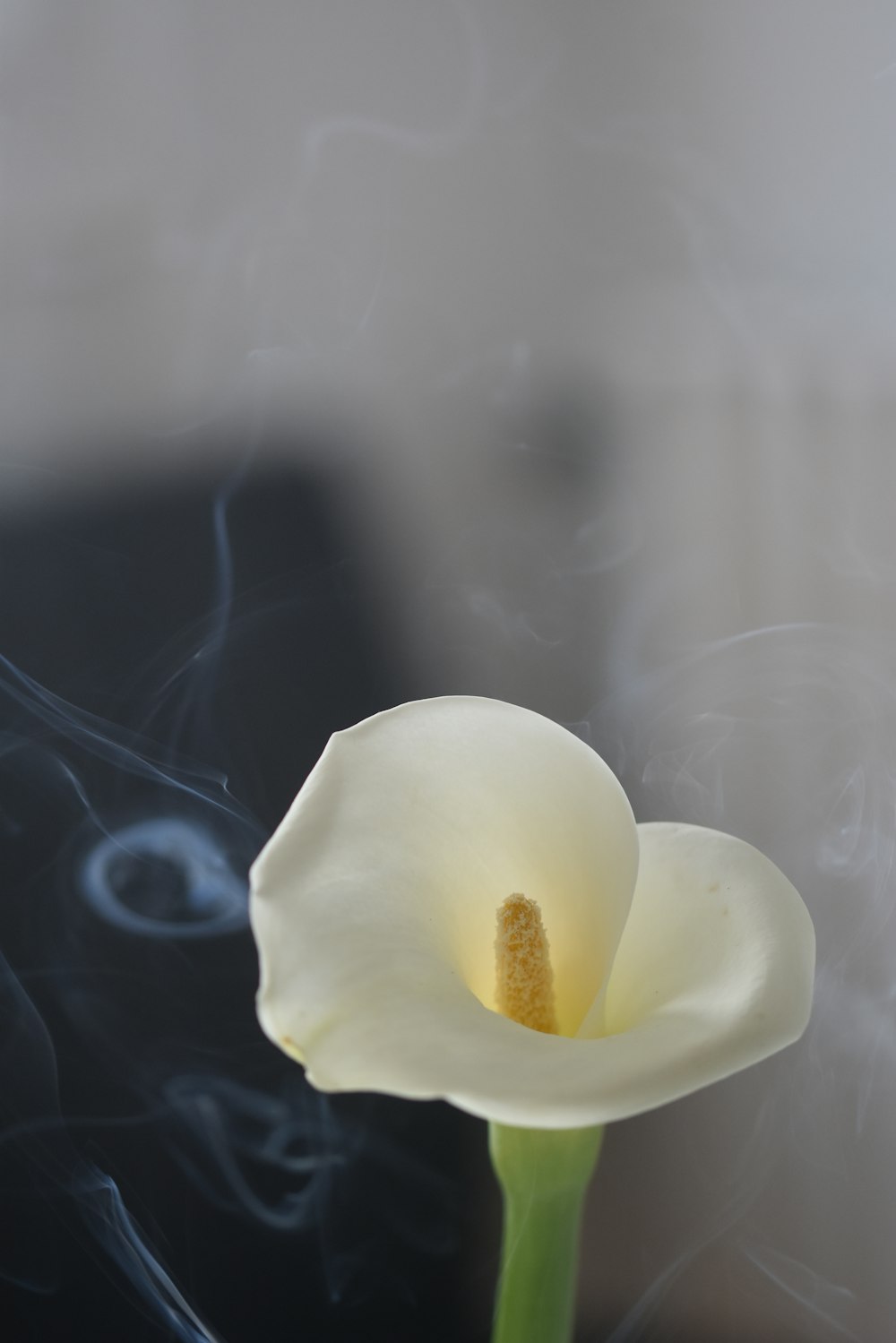 a white flower with smoke coming out of it