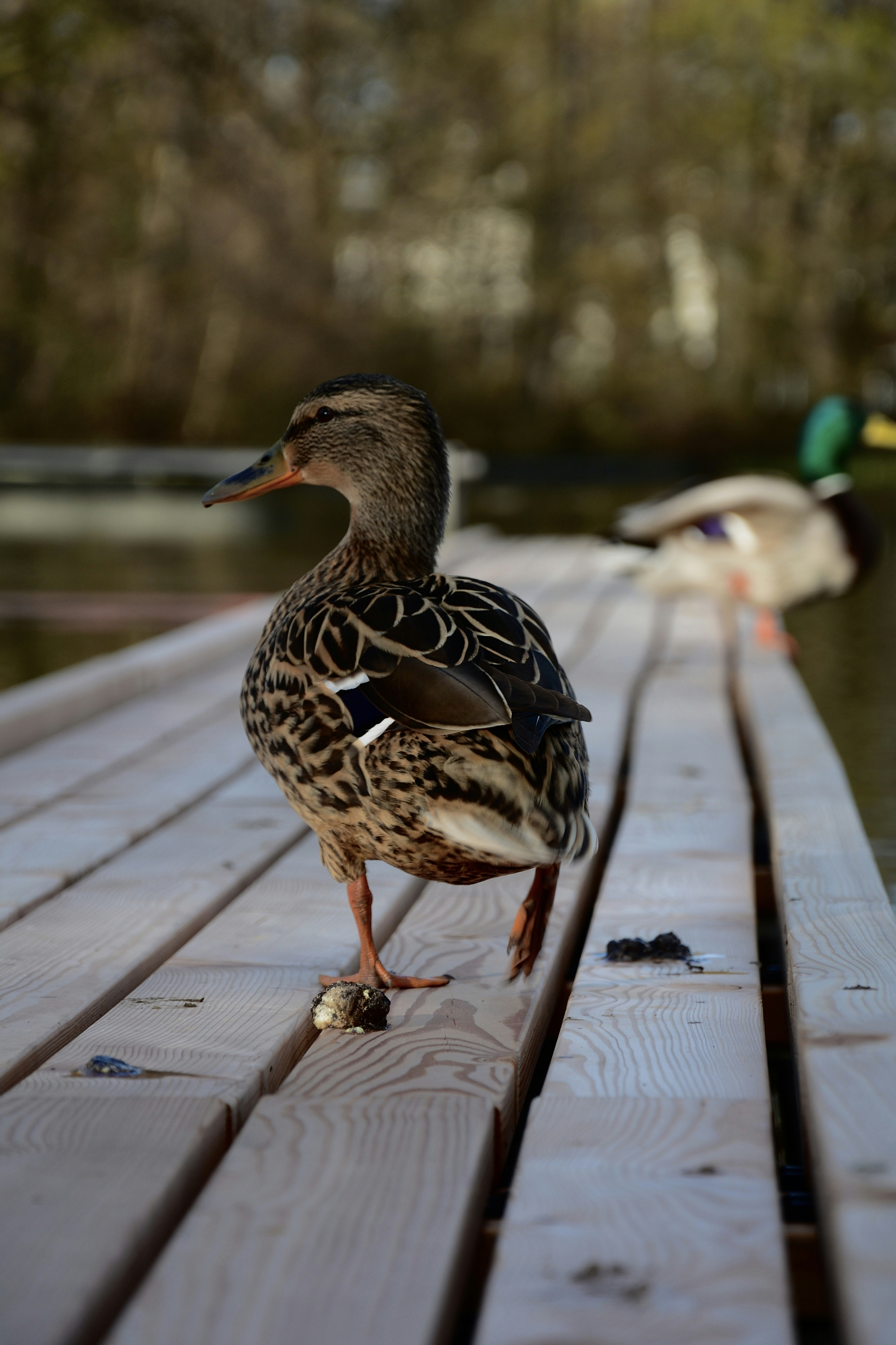 Photo by nina_locher