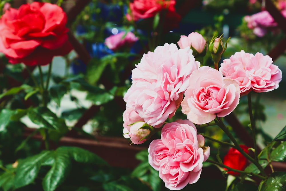 a bunch of pink and red flowers in a garden