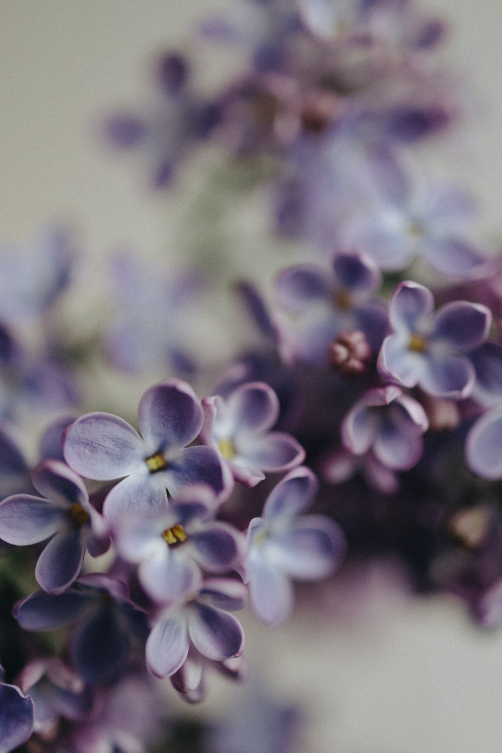 a close up of a bunch of purple flowers