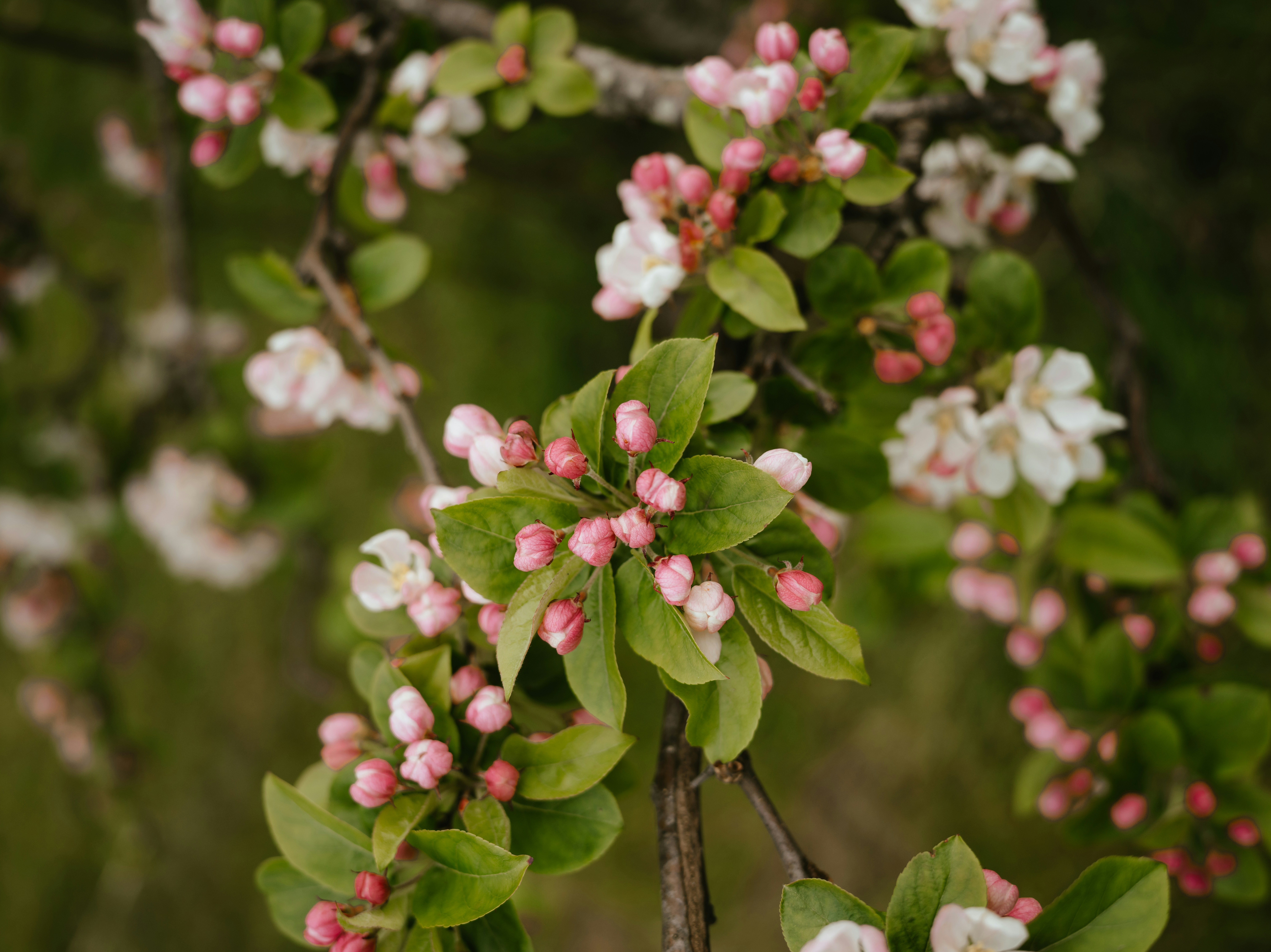 Photo by anniespratt