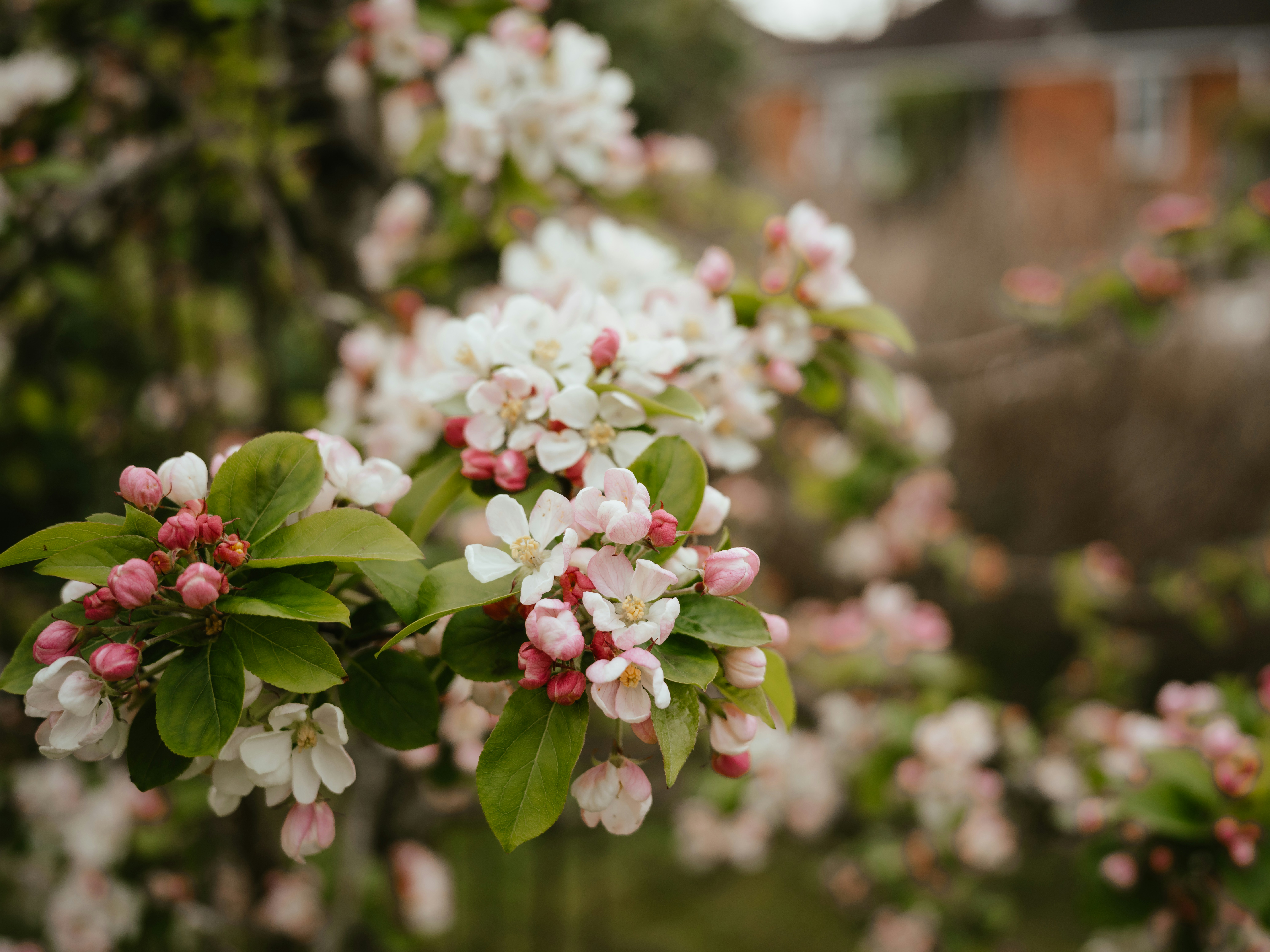 a bunch of white and pink flowers on a tree