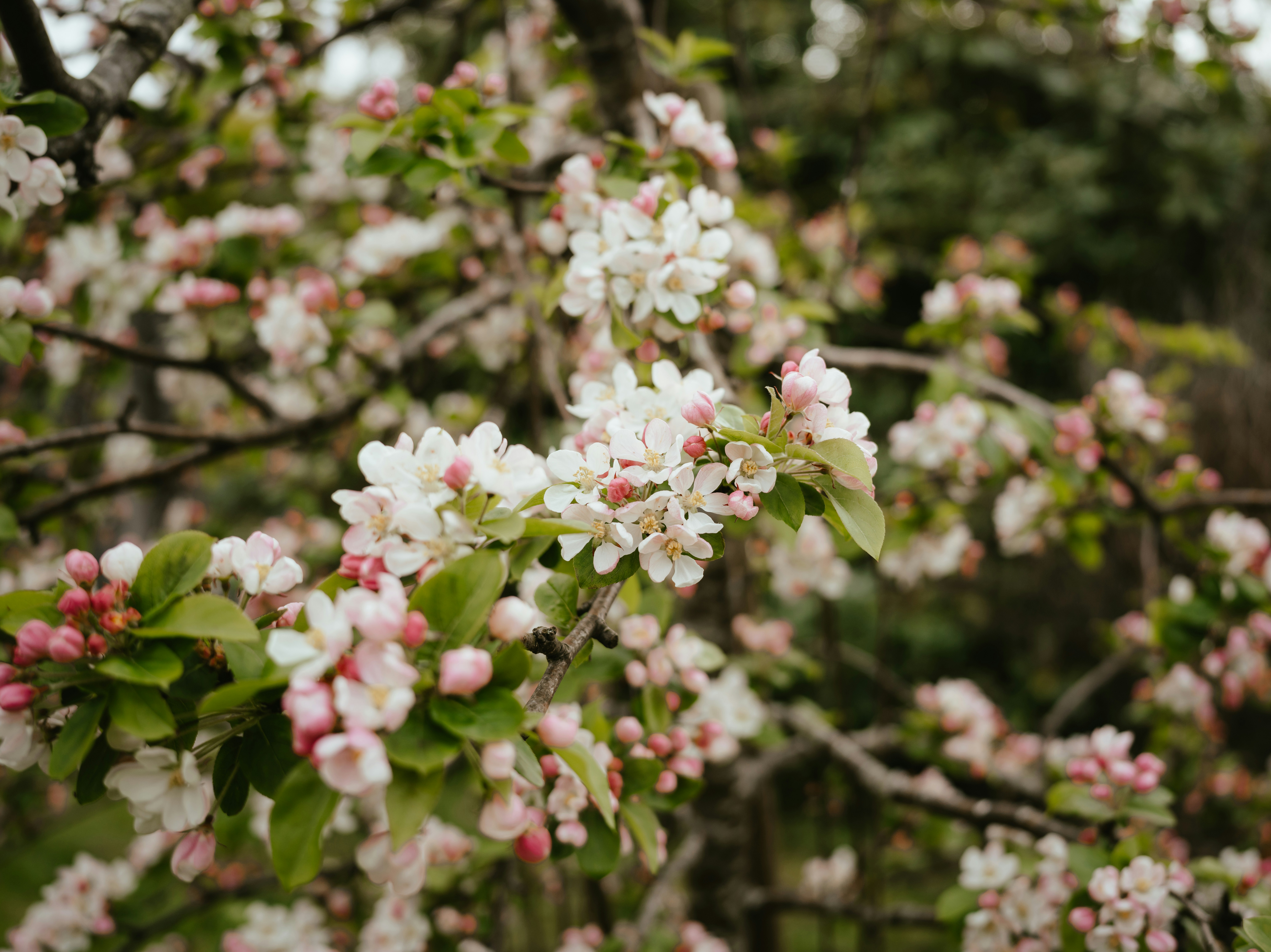 Photo by anniespratt