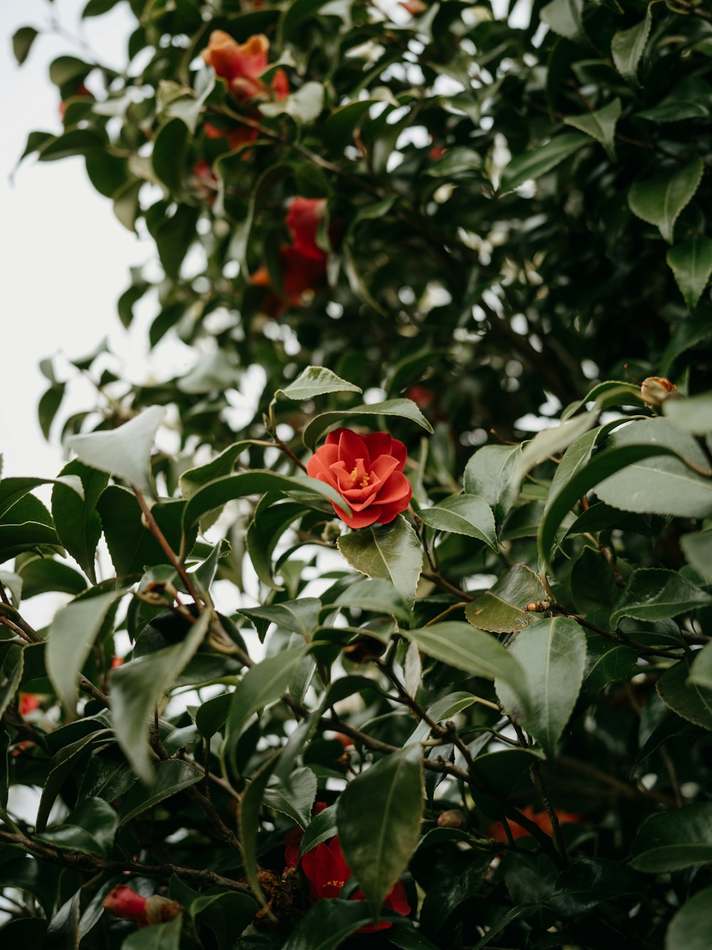 a red flower is blooming on a tree