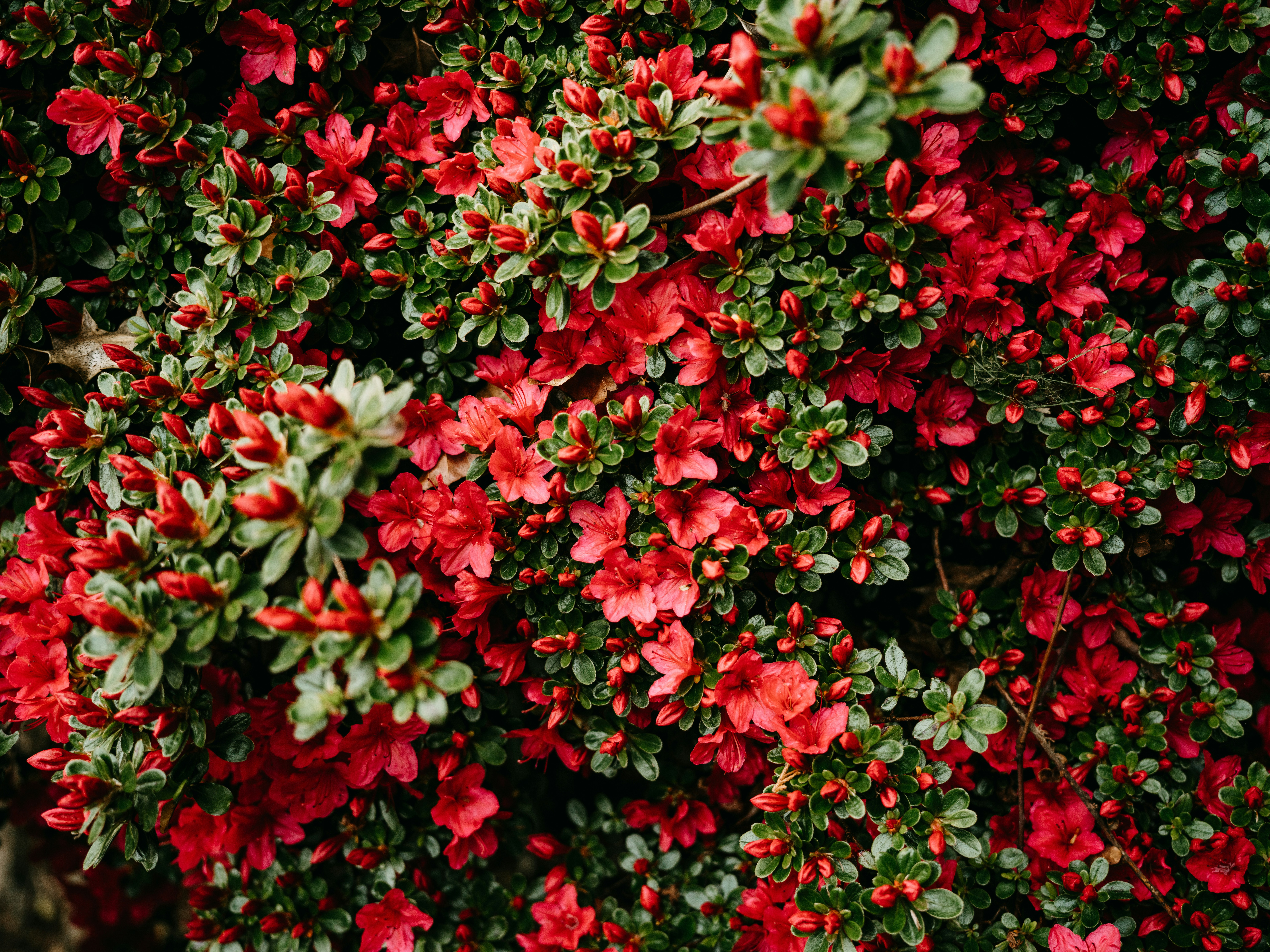 Photo by anniespratt