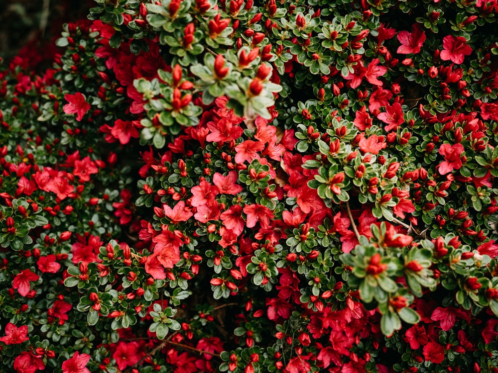 a bush of red flowers with green leaves