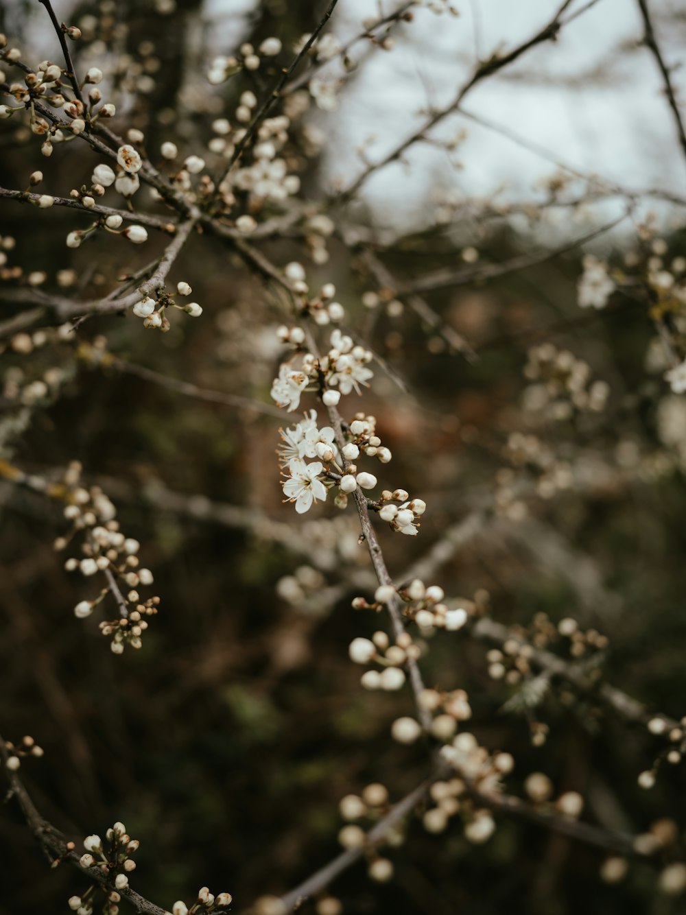 a close up of a tree with white flowers