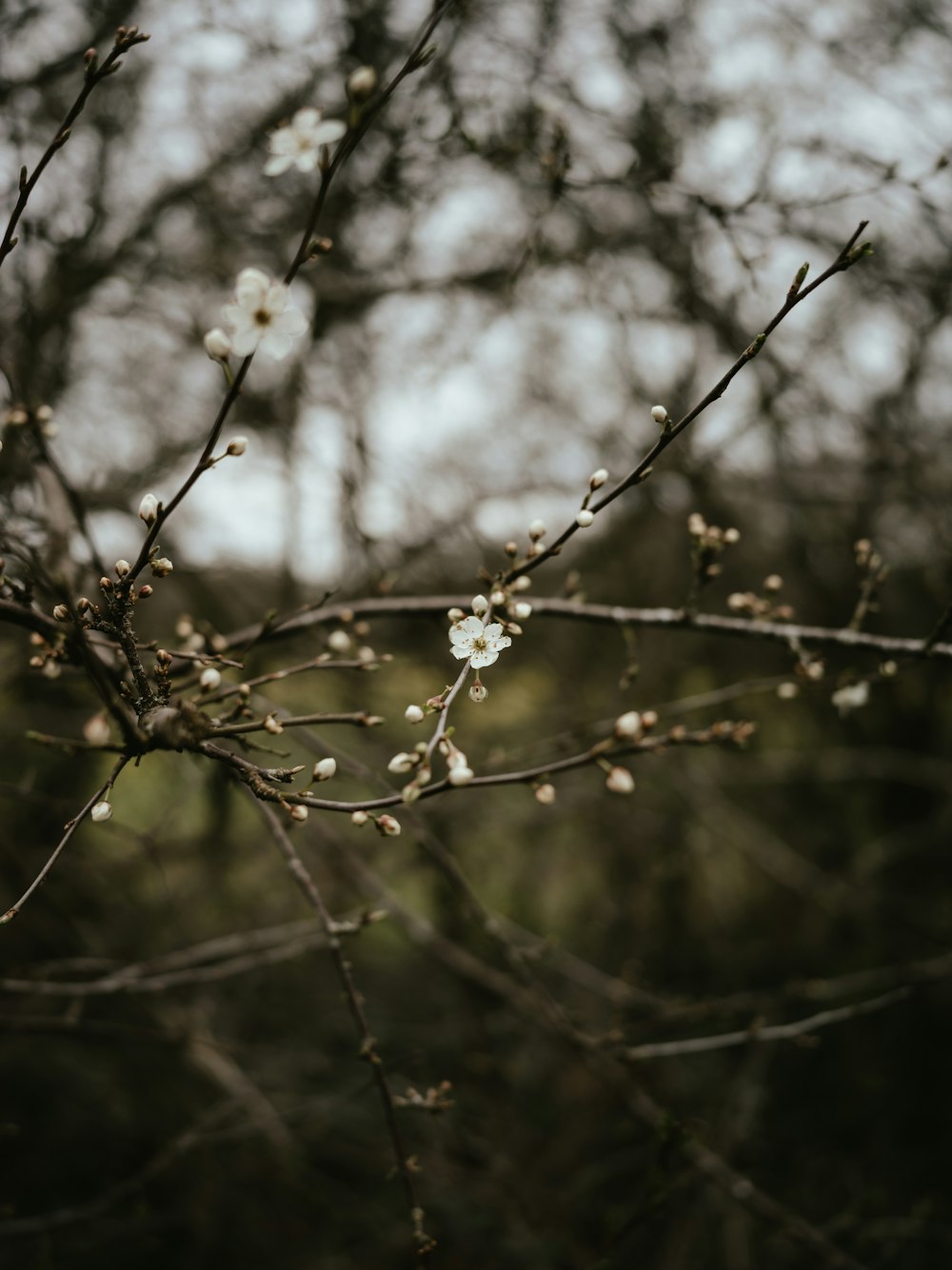 a branch with white flowers in the middle of a forest