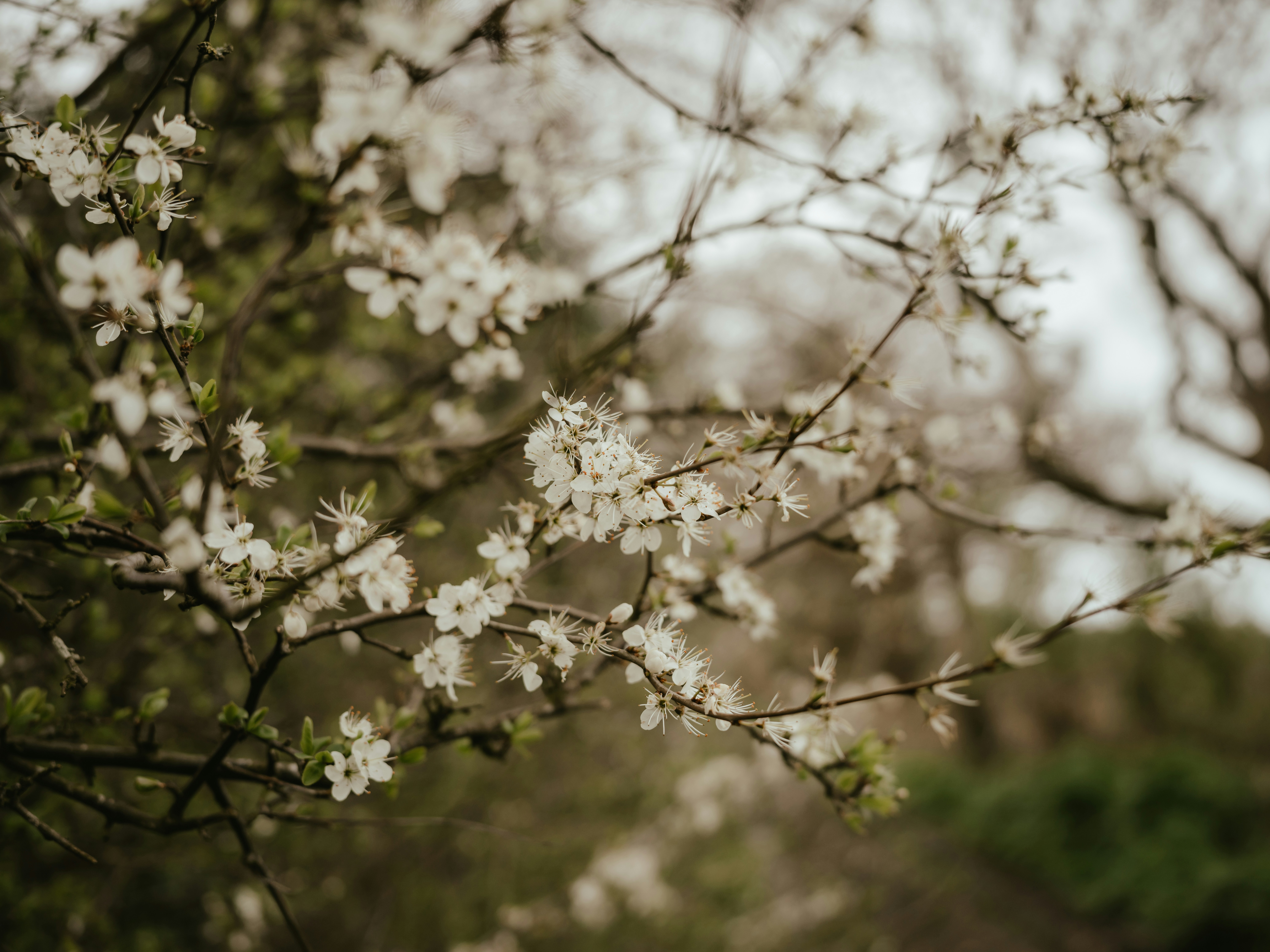 Photo by anniespratt