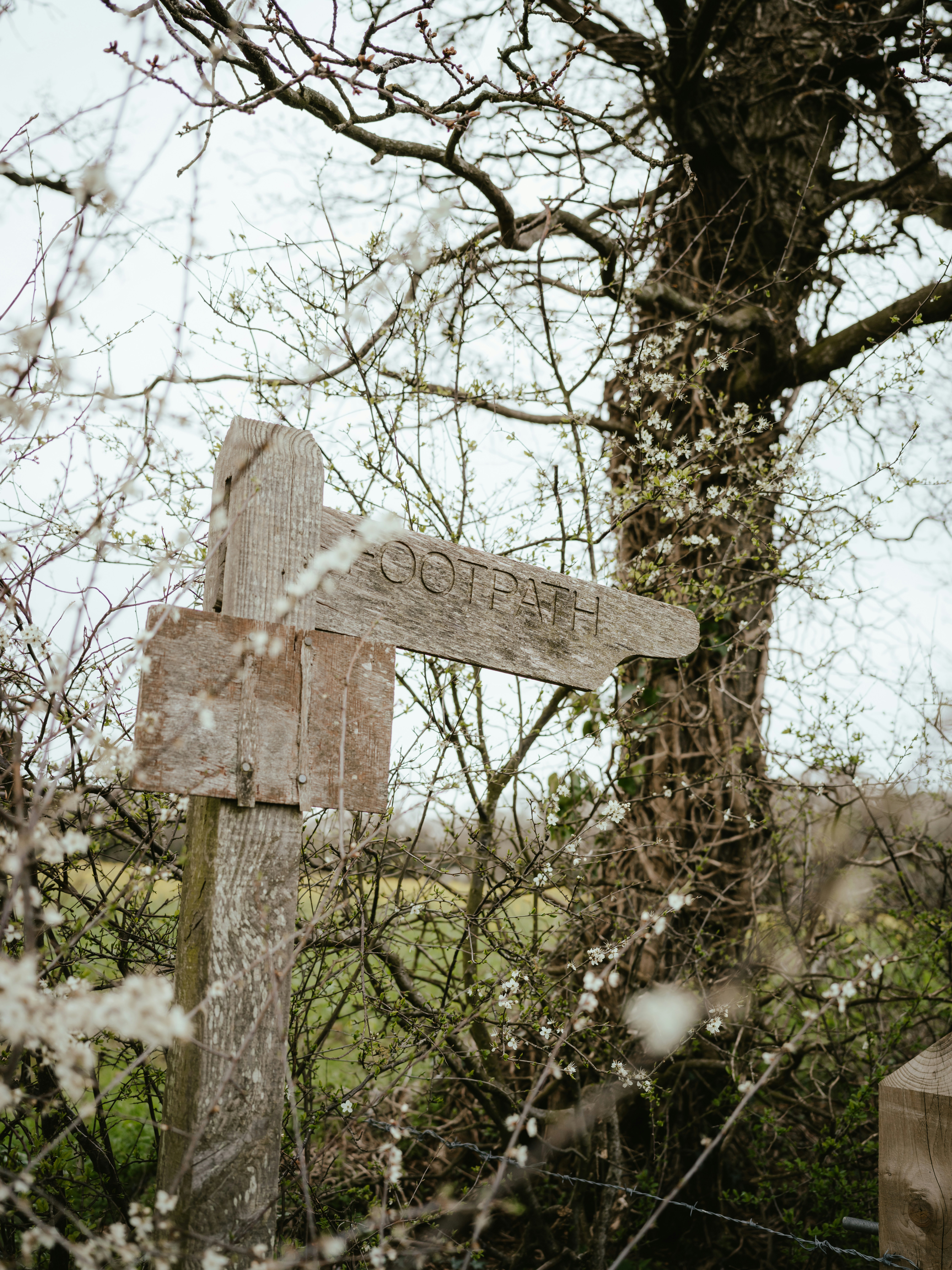 un cartello di legno seduto nel mezzo di una foresta