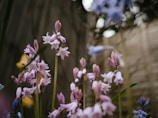 Close-up of delicate pink petals softly lit against a muted grey background.