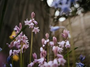 Close-up of delicate pink petals softly lit against a muted grey background.