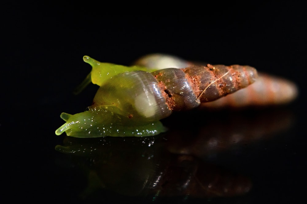 a close up of a snail's shell on a black surface