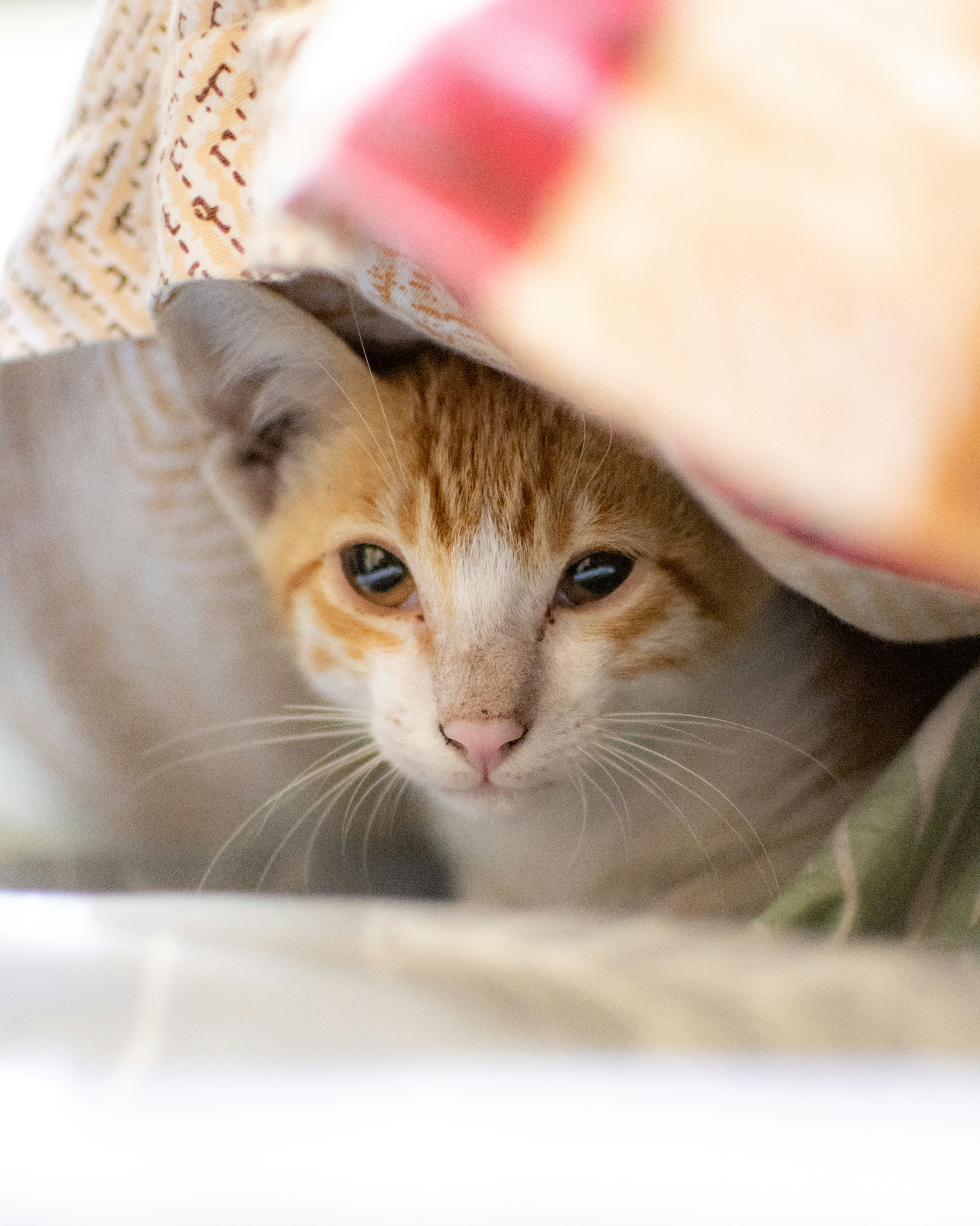 an orange and white cat peeking out from under a blanket