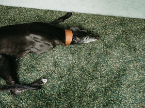 A black dog with a brown collar is lying on a green, textured carpet. The dog is resting with its body extending across the carpet, and its head is facing to the side. The carpet has a speckled pattern with shades of green and blue.
