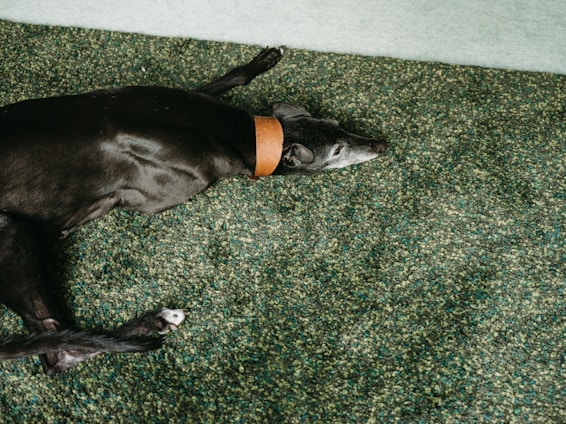 A black dog with a brown collar is lying on a green, textured carpet. The dog is resting with its body extending across the carpet, and its head is facing to the side. The carpet has a speckled pattern with shades of green and blue.