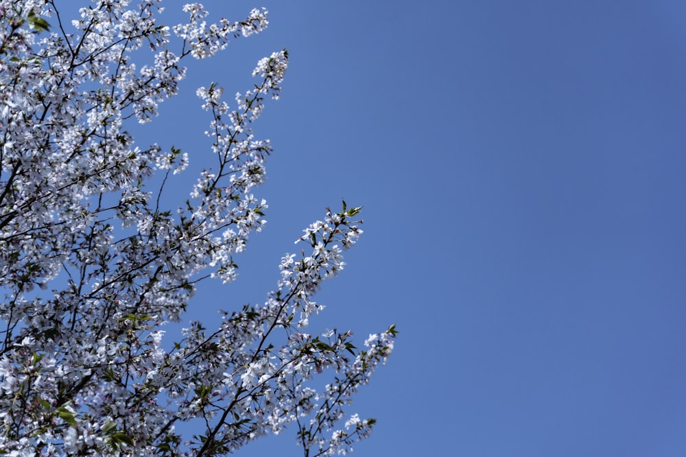 a tree with white flowers and a blue sky in the background