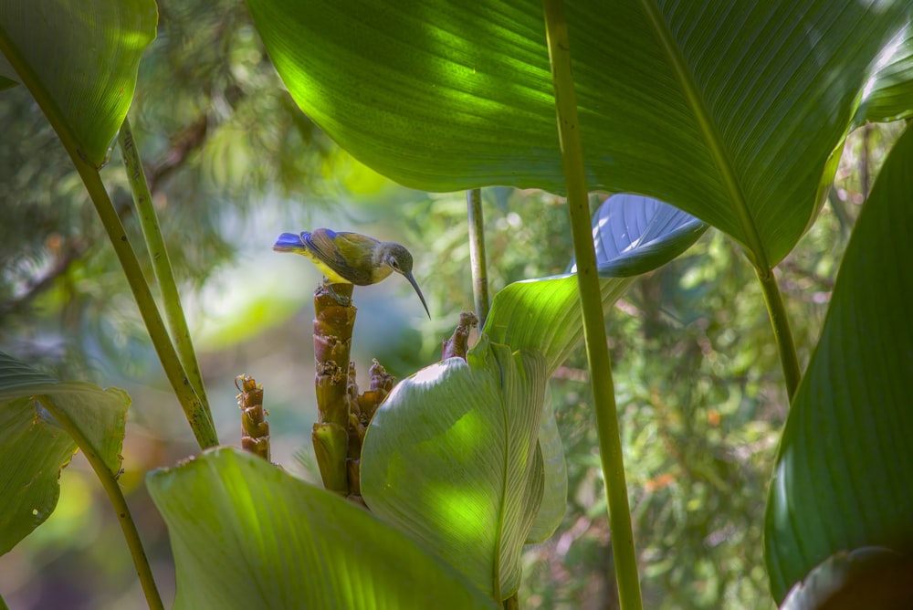 a small bird perched on top of a green plant