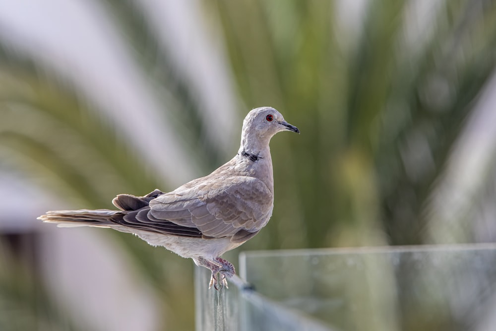 a bird sitting on top of a glass block