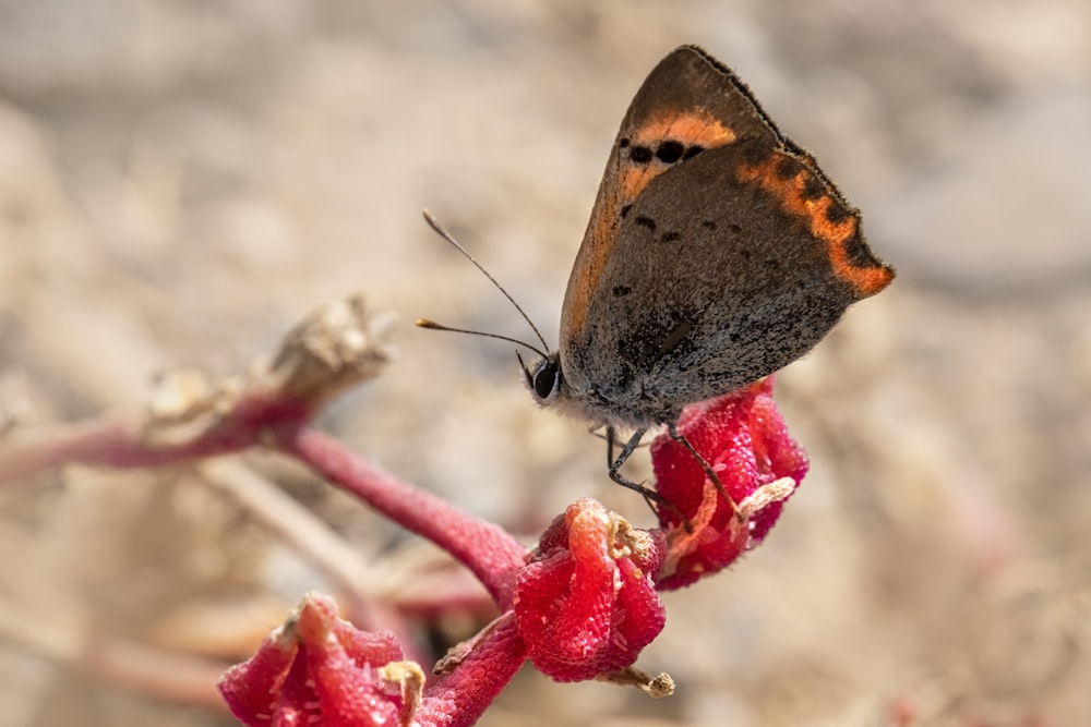 Una pequeña mariposa marrón y naranja sentada sobre una flor