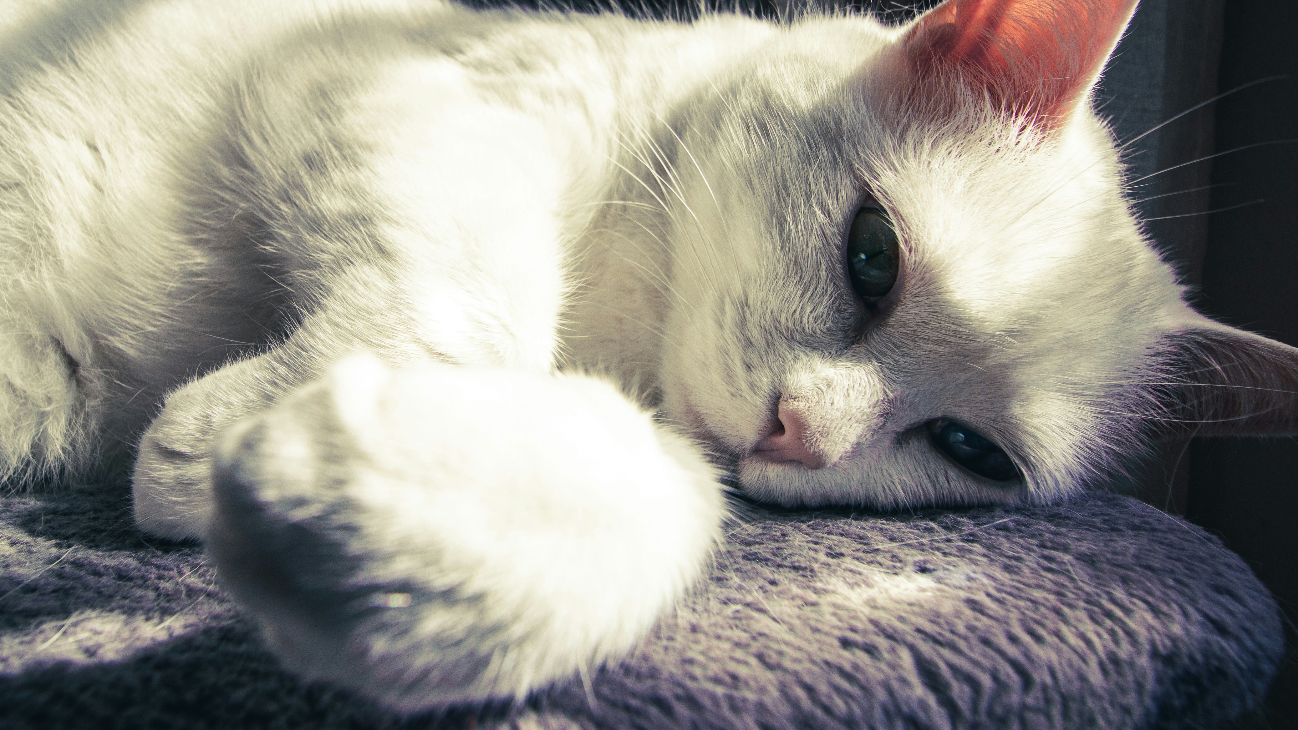 Photo by painchaud12