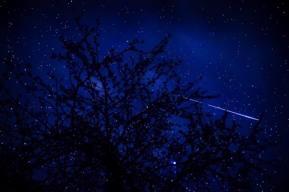 a night sky with stars and a tree in the foreground