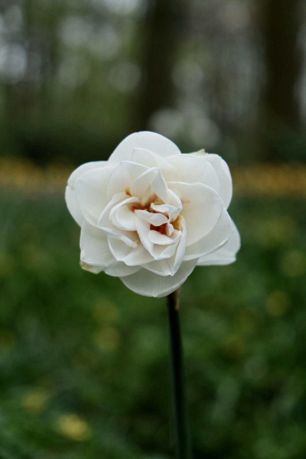 a single white flower in the middle of a field