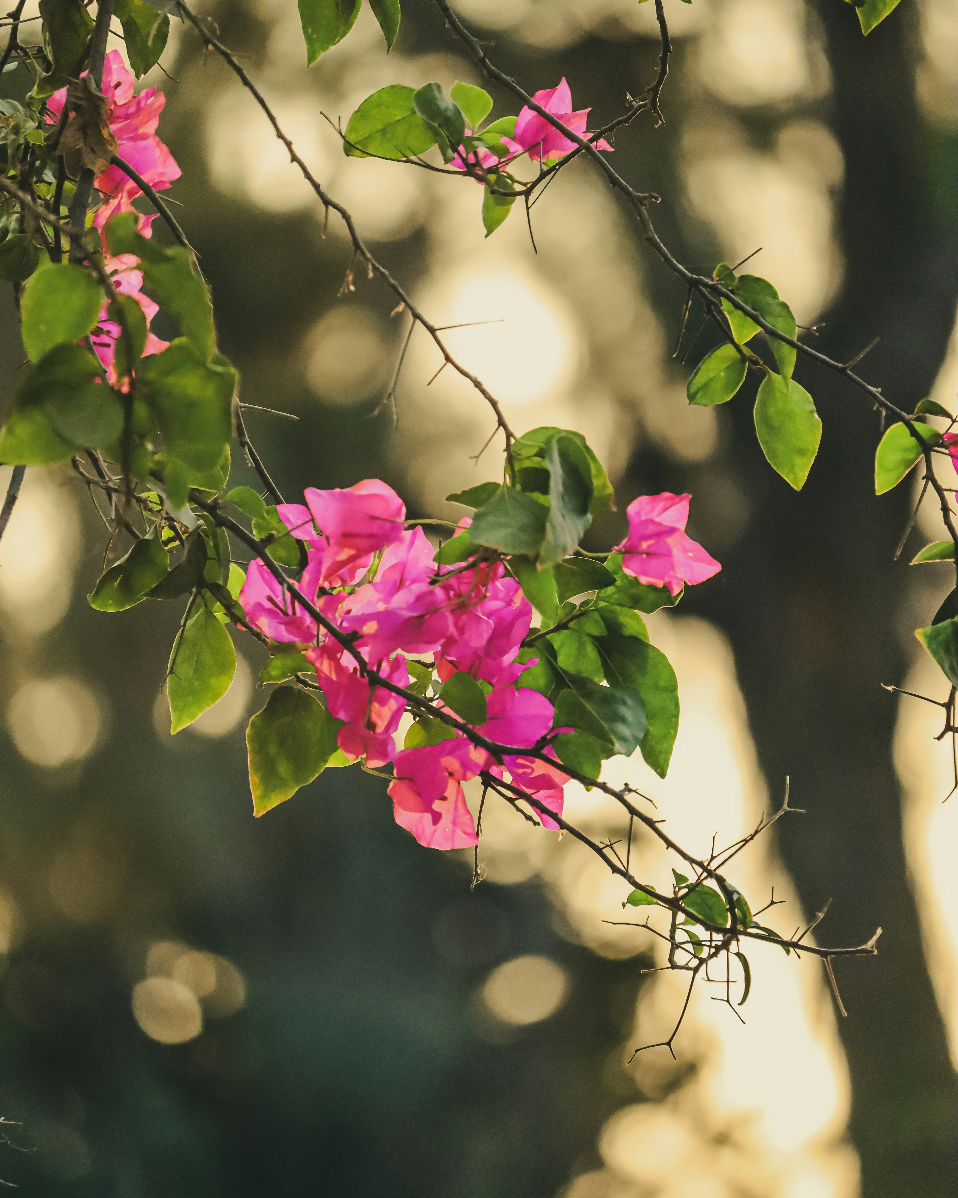 Photo by rohitsharma1785