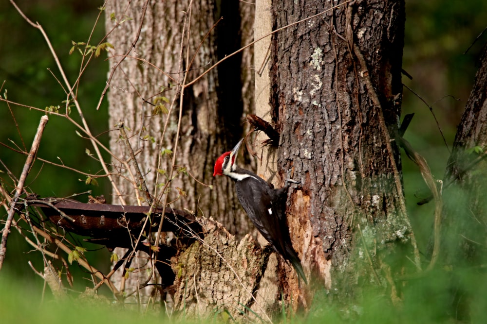 a woodpecker standing on a tree stump in a forest