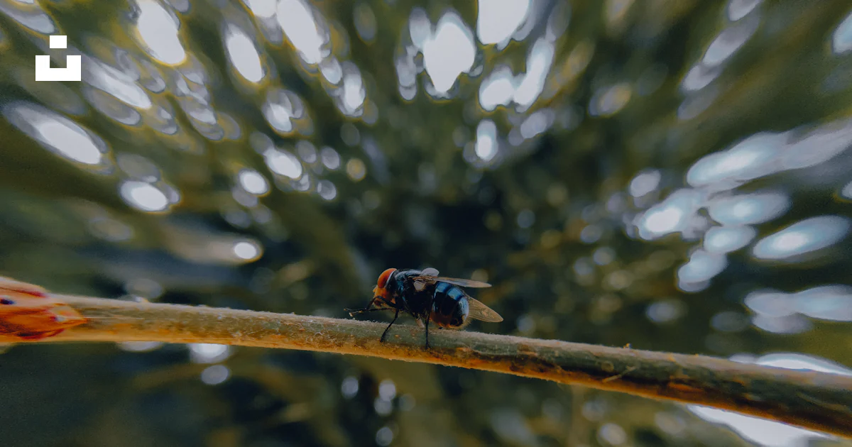 Small Insect Photo A close up of a small insect on a branch photo – Free Fly Image on Unsplash