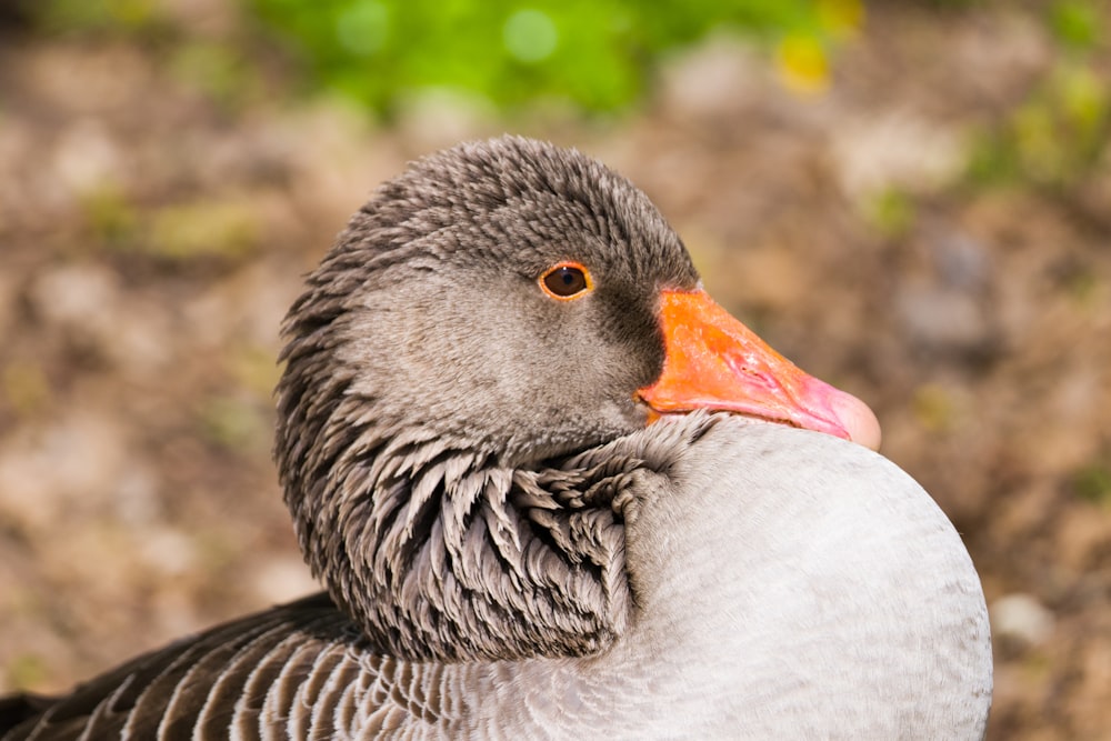 a close up of a duck with a blurry background