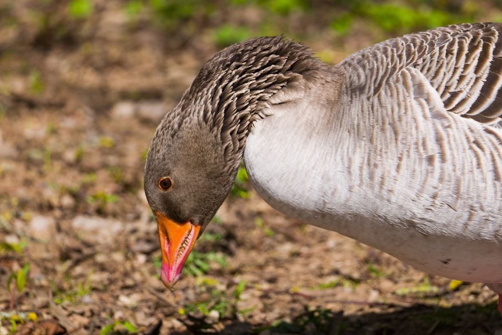 a bird with a long beak standing on the ground