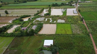 An aerial view of an agricultural landscape with rectangular plots of land, some filled with water indicating rice paddies. There are various shades of green vegetation and a few scattered small structures. A dirt road runs through the scene, with trees and bushes lining the plots.