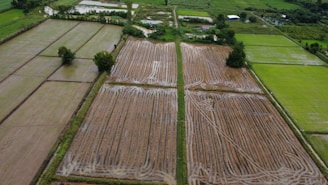 Aerial view of expansive rice fields with sections of waterlogged areas, lined patterns, and a few scattered trees. The landscape includes multiple rectangular plots with variations in soil and water coverage. Nearby are small bodies of water and distant green land, bordered by vegetation.