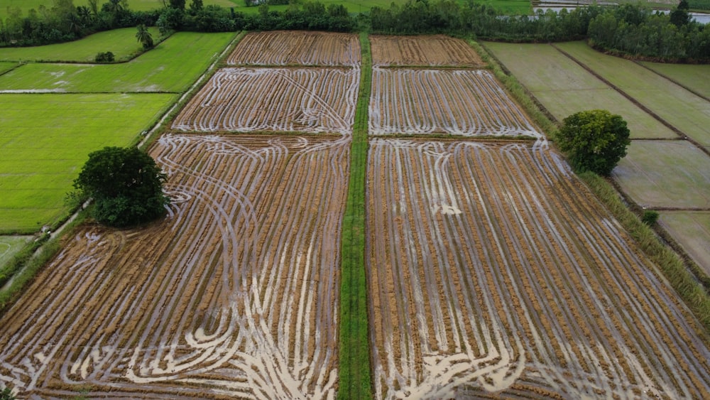 an aerial view of a field with a tree drawn on it