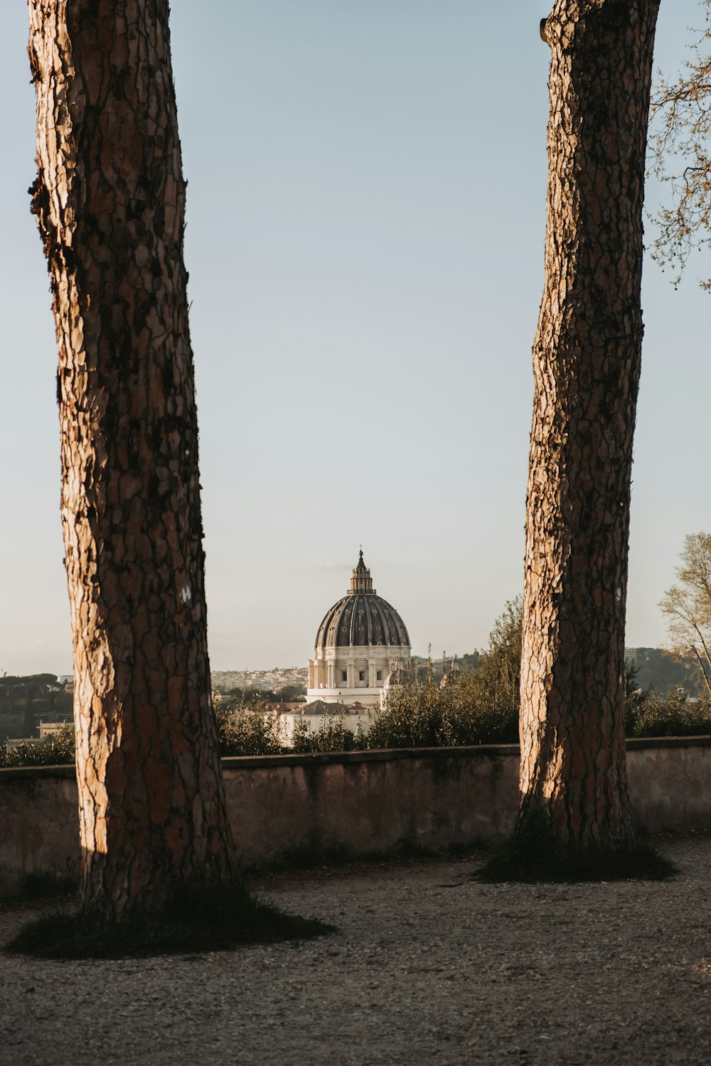 two trees in front of a building with a dome in the background