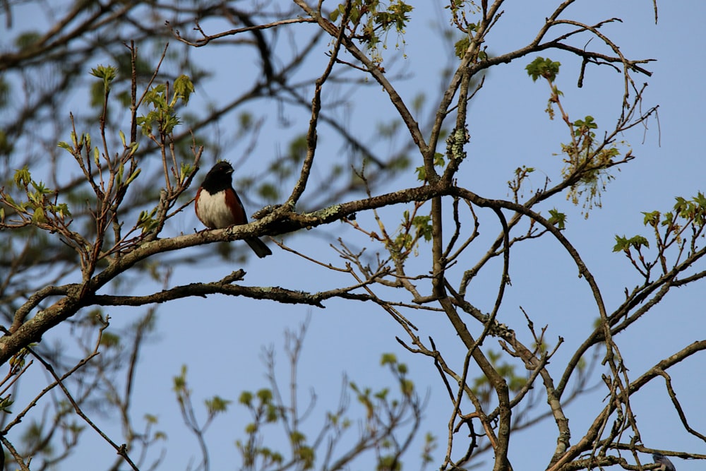 a bird sitting on a branch of a tree