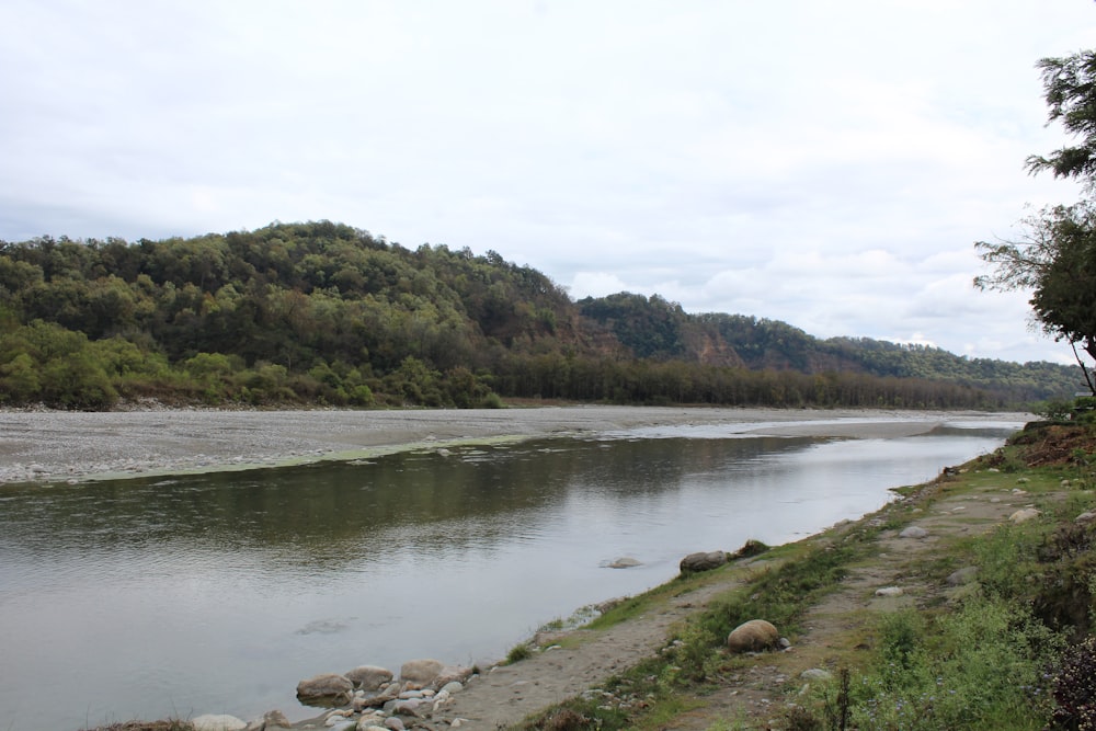 a body of water surrounded by a forest