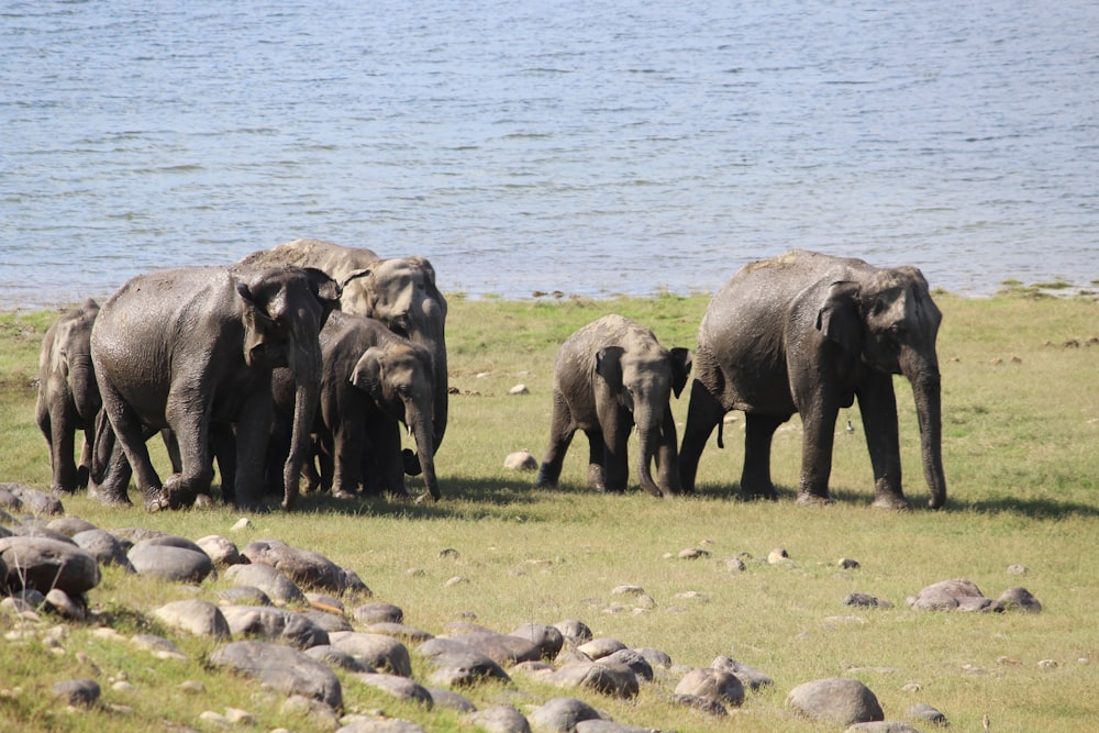 a herd of elephants walking across a grass covered field