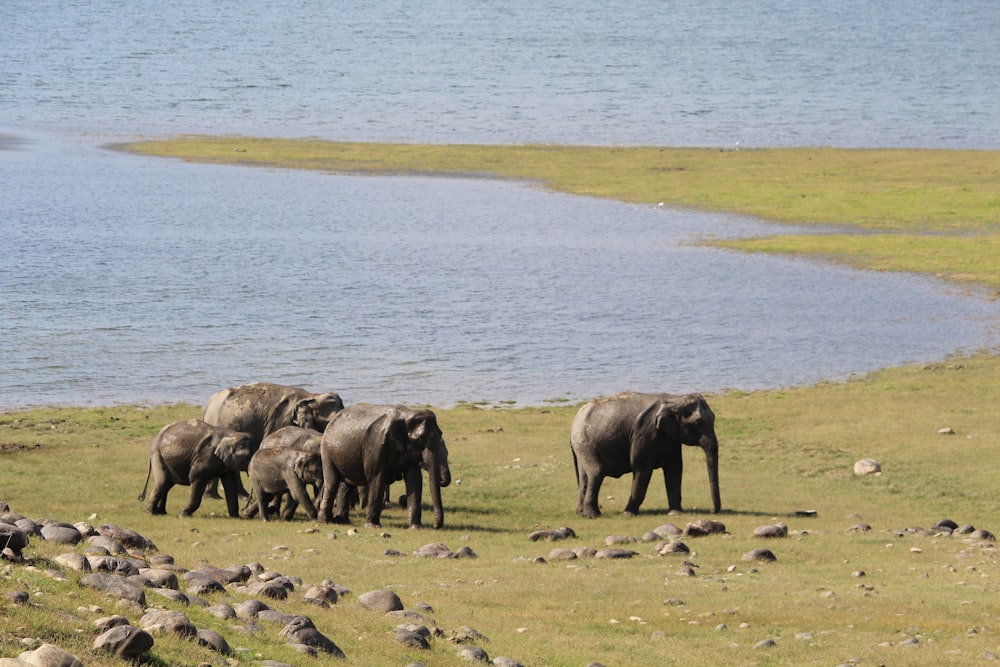 a herd of elephants walking across a grass covered field