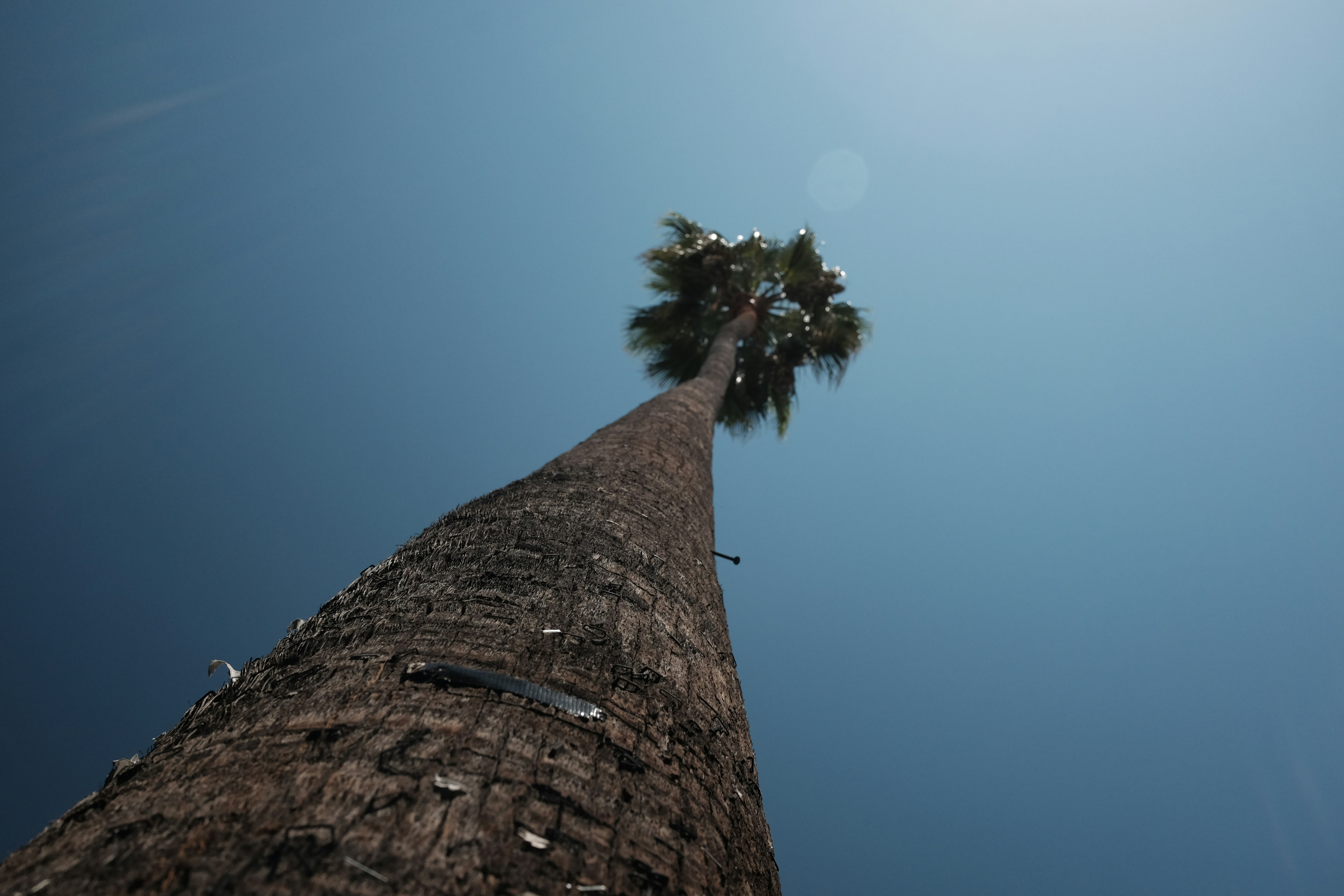 a tall palm tree standing next to a blue sky