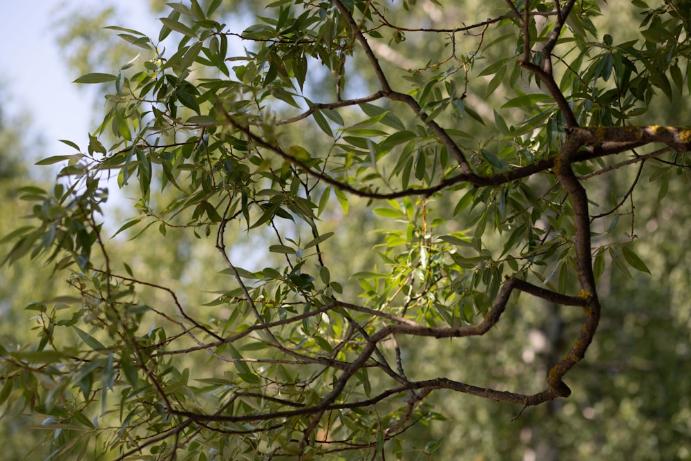 a branch of a tree with green leaves