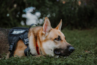 a dog laying in the grass wearing a vest