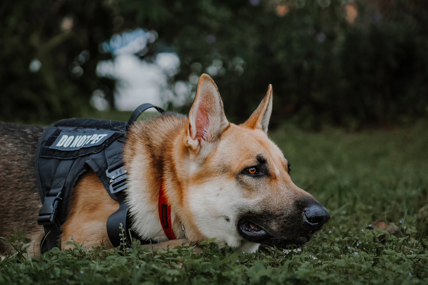 A German Shepherd settled calmly on the ground in a black service harness marked DO NOT PET, watching the room with quiet focus