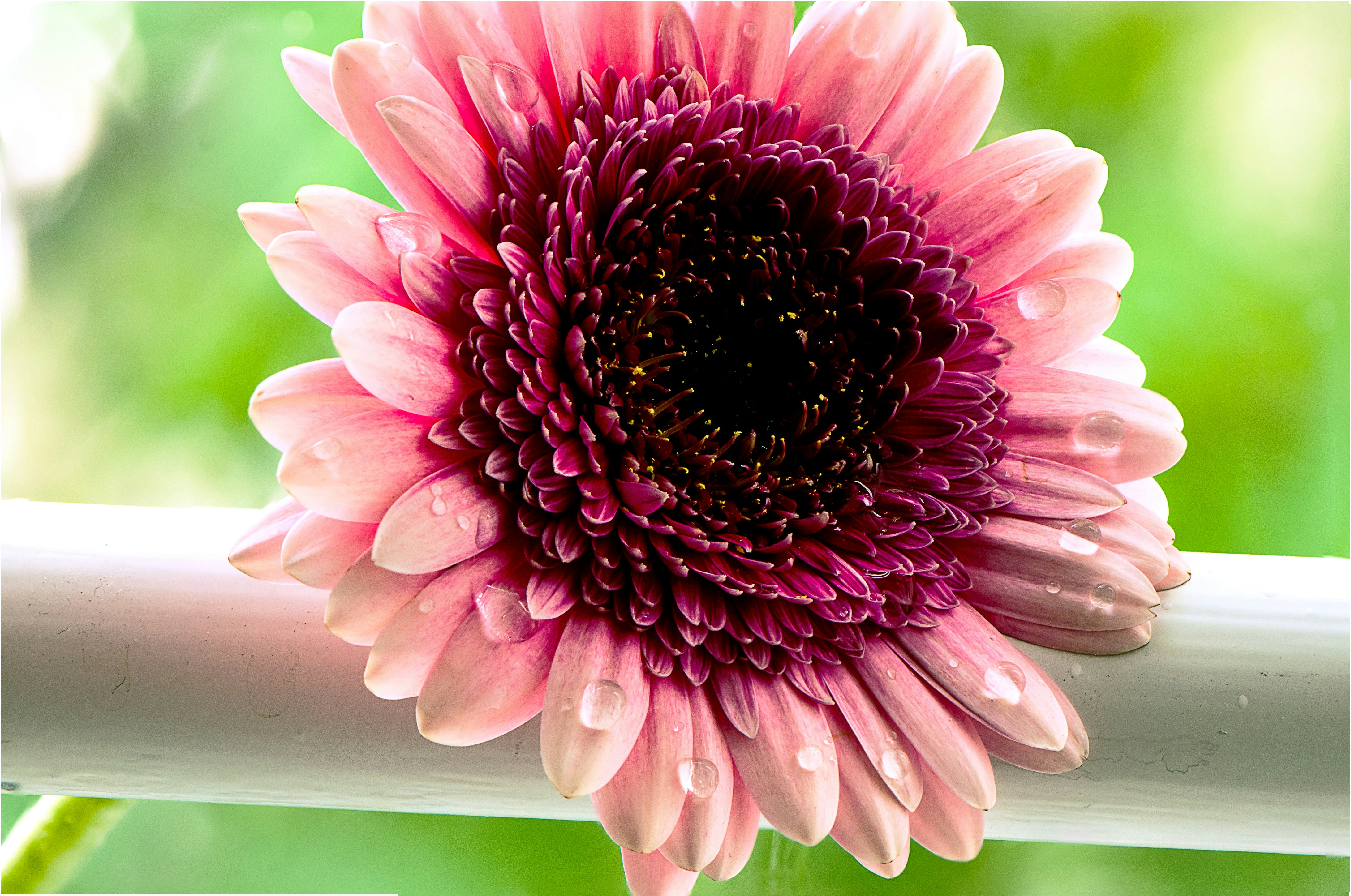 Photo by amiraaartistry