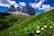 Mountain landscape with colorful wildflowers under a bright sky.